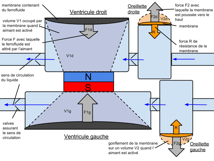 projet-pompe-cardiaque
